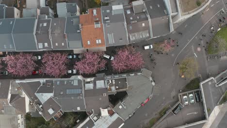 무인 항공기 - der heerstraße breitestraße bonn 관광 30p의 도시에서 벚꽃의 공중 탑 샷 bonn kirschbluete