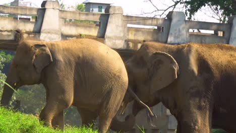 Elephants-of-Thailand