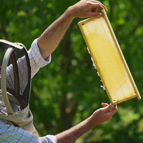 apiarist looking at the frame with honey and smiling enjoying. beautiful honey frame against the sunlight