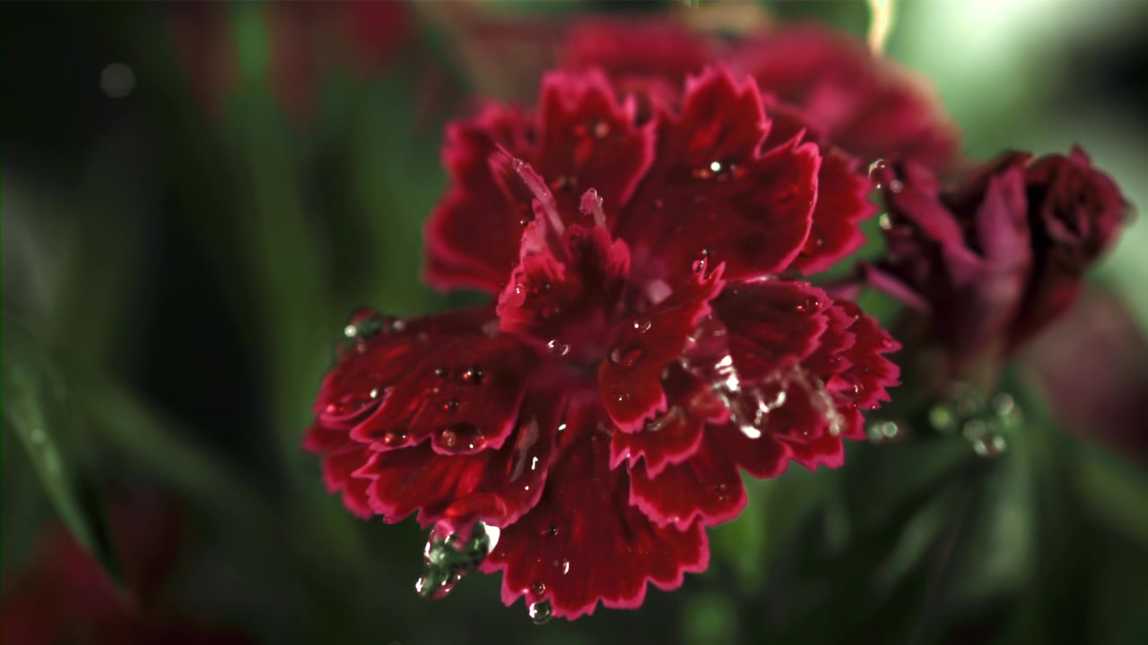 Water Drops Falling on a Vibrant Red Carnation Flower