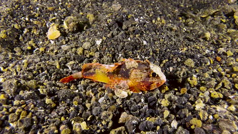 underwater shot of white-faced waspish resting on seabed consisting of dark sand and rubble