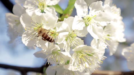 bee on a cherry flower. sunny bright day