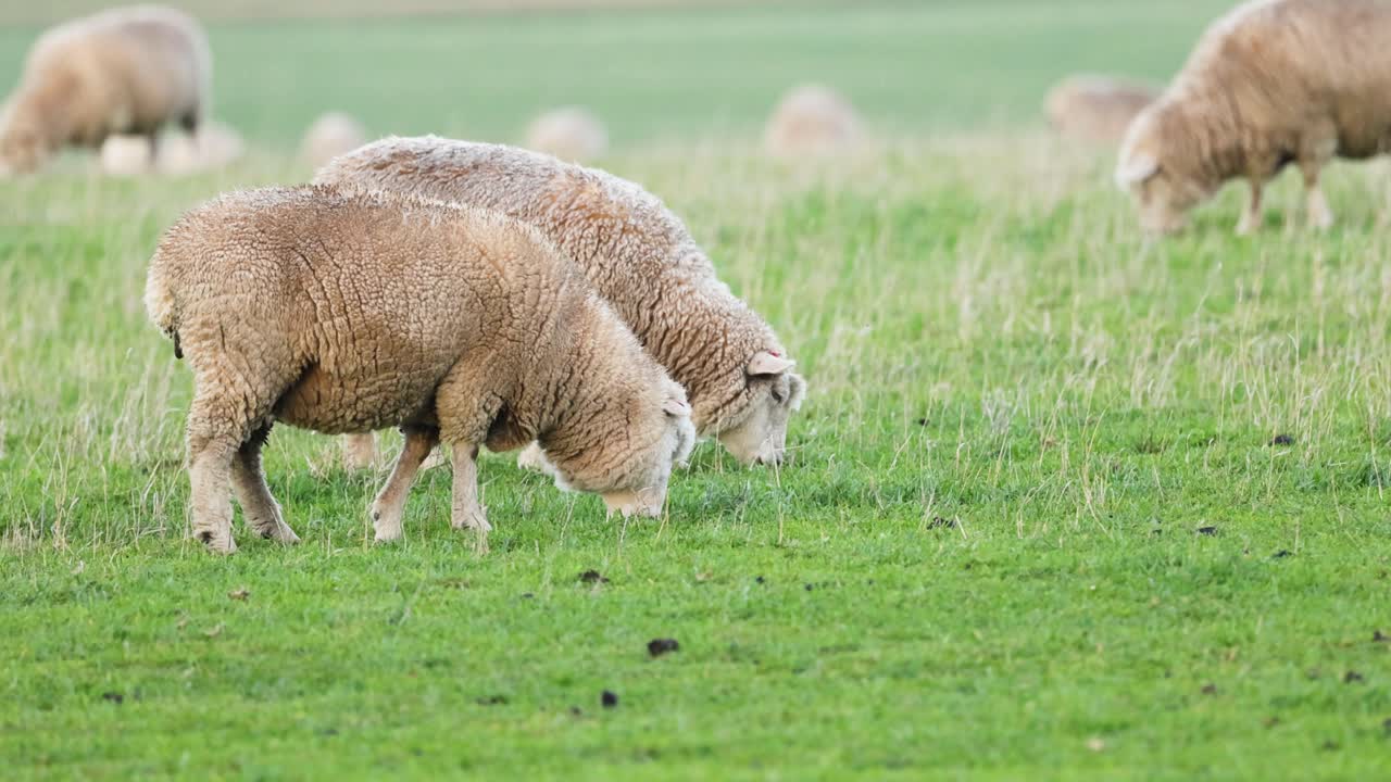 양 들 이 푸른 들판 에서 평화롭게 먹이를 먹고 있다