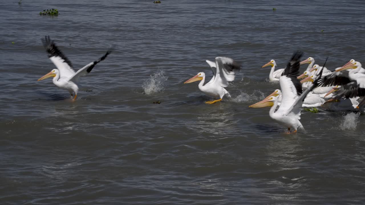 Slow motion pelicans swimming and flying at Petatan, Mexico in the Chapala lake