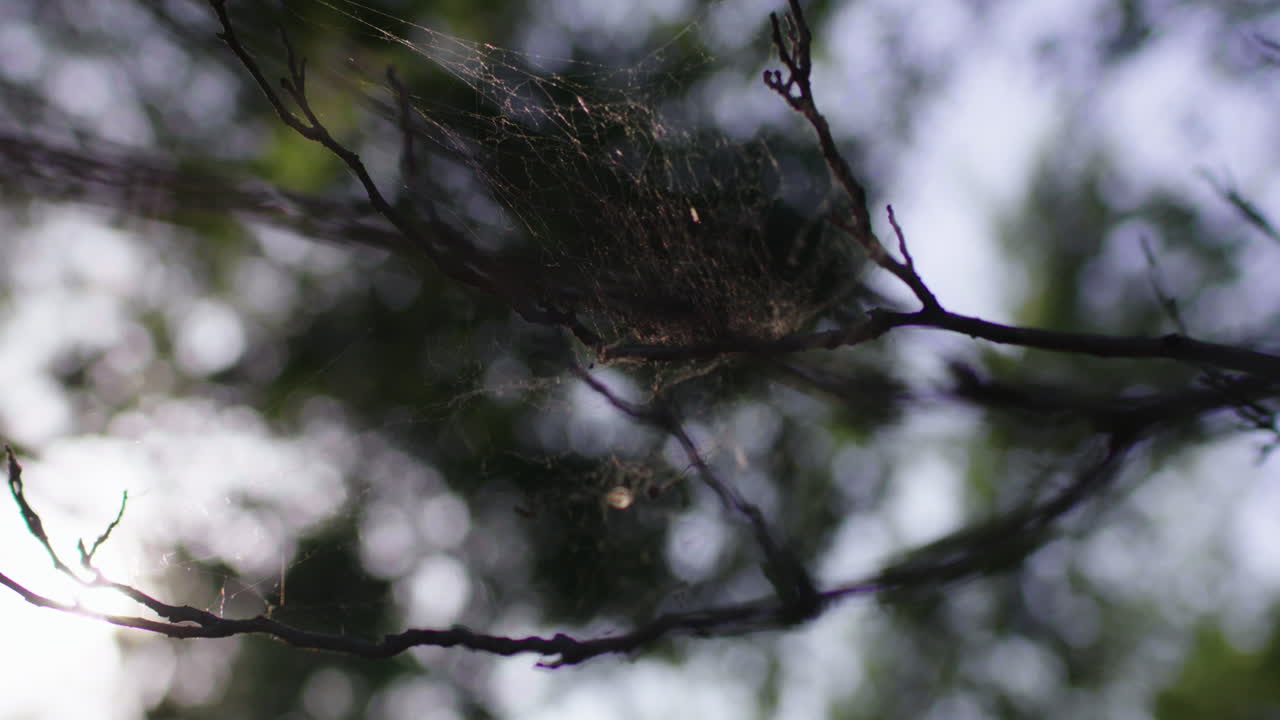 telaraña cinematográfica en el bosque de árboles con una hermosa luz