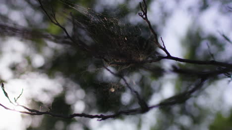 Filmisches-Spinnennetz-Im-Baumwald-Mit-Schönem-Licht