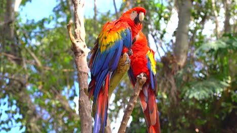 Guacamayas-Rojas-En-La-Selva