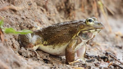 Frosch-Regen.-Wasser---.