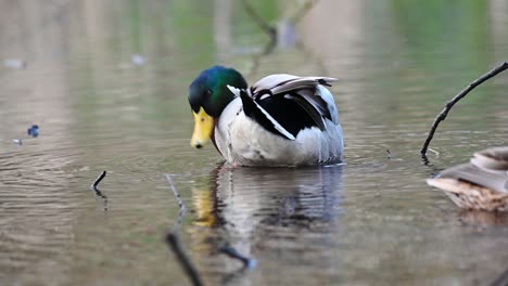 colorful male mallard duck grooming it's feathers on the water