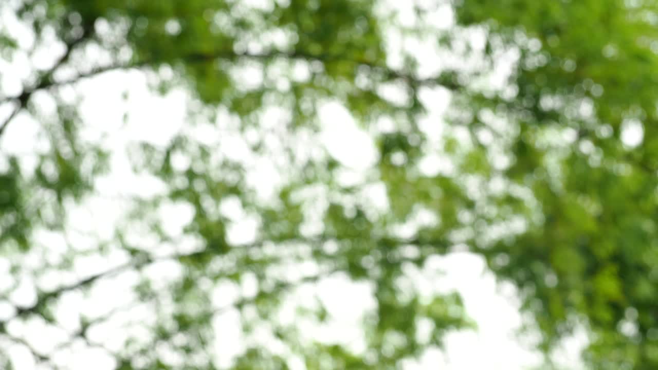 árbol de bambú borroso con la luz del sol