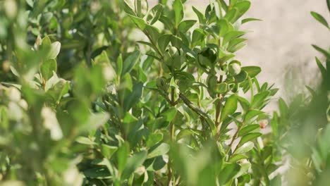 Cydalima-perspectalis,-box-tree-moth,-eating-leaves-on-box-tree