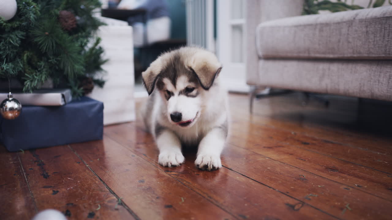 쿠키는 잊어버려, 이게 진짜 크리스마스 선물이야