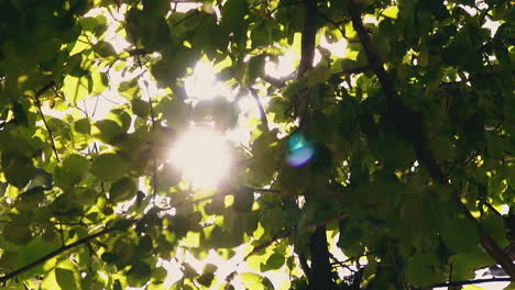 green branches against bright sunlight in summer forest