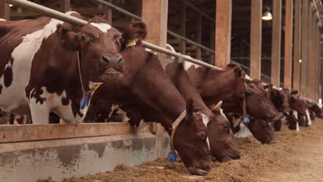 multiple cows feeding in paddock