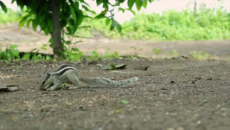 La-Ardilla-De-Palma-India-O-La-Ardilla-De-Palma-De-Tres-Rayas-Es-Una-Especie-De-Roedor-De-La-Familia