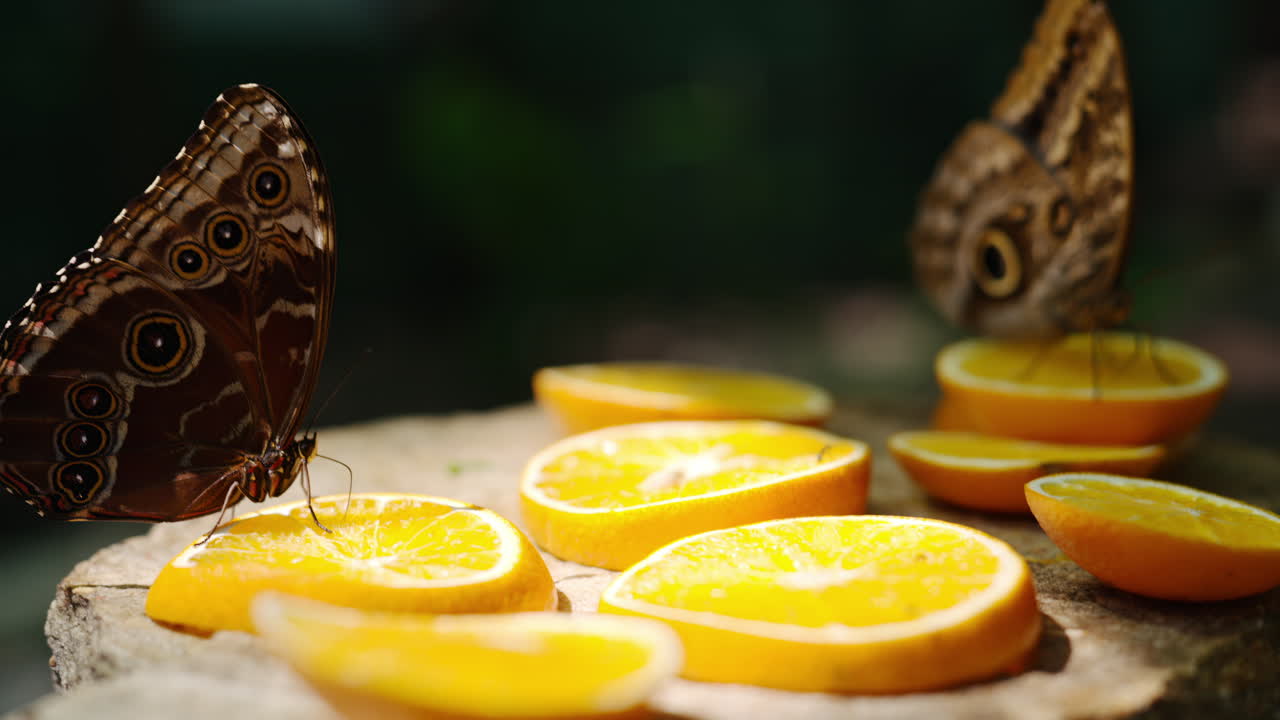 Two butterflies eating nectar from slices of oranges