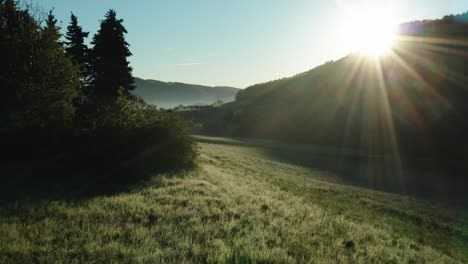 close flight over beautiful green field with morning dew during morning hour with blue sky and sun, flying close to pine trees realxing morning atmosphere