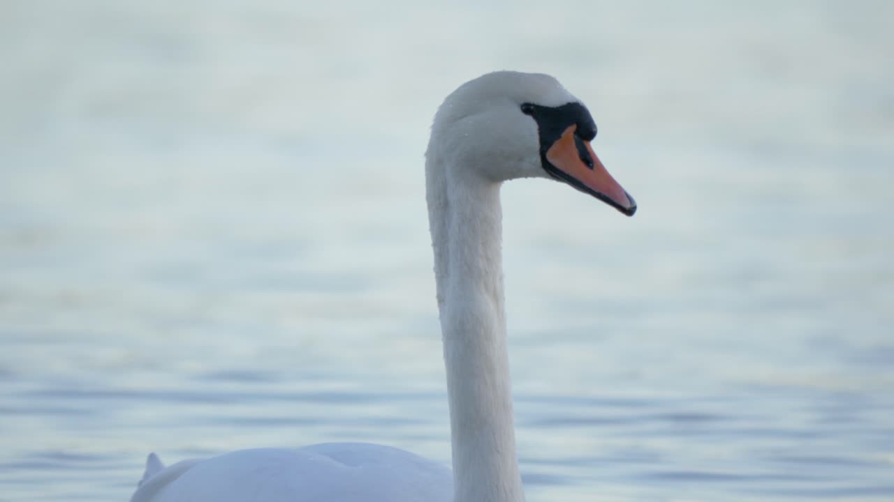 elegante cisne mudo nadando en un lago azul soleado - primer plano largo