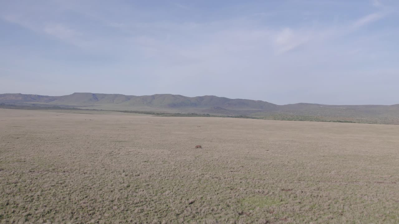 Luftbåren droneoptagelse af et ensomt sort næsehorn, der løber på savannegræslandet i Kenya.