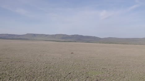 Aerial-drone-shot-of-lone-Black-rhino-running-in-savanna-grasslands,-Kenya