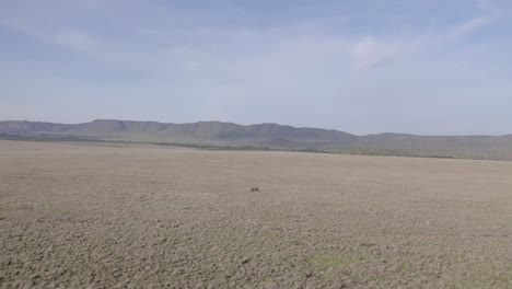fotografía aérea de un rinoceronte negro solitario corriendo en las praderas de la sabana, kenia