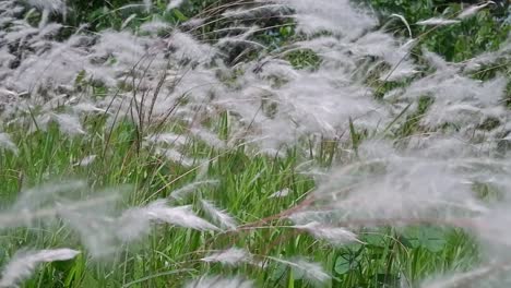 beautiful white colored grass flower waving