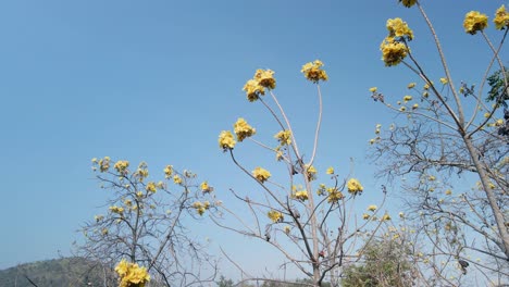 plantación de árboles de algodón de seda amarilla