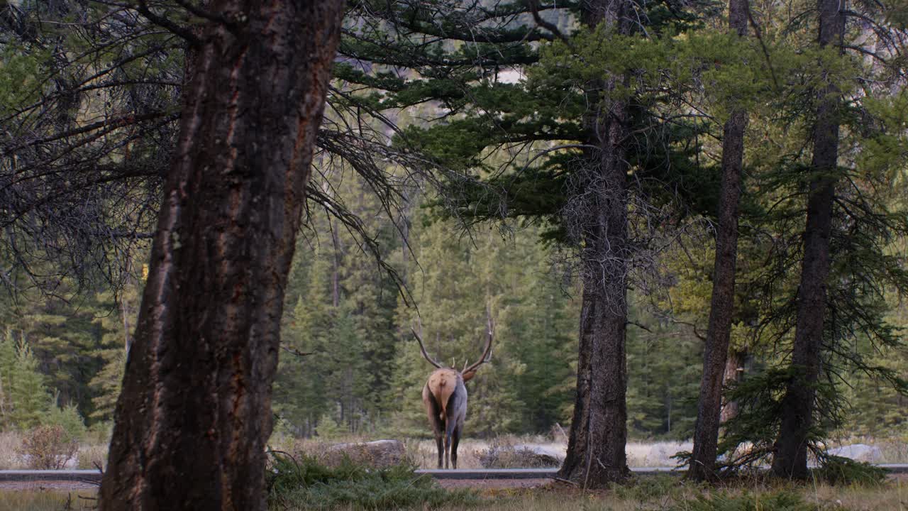Elk Bull walking away across road