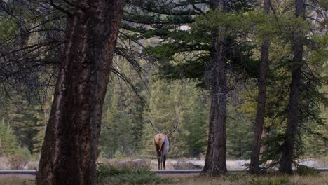 elk bull walking away across road