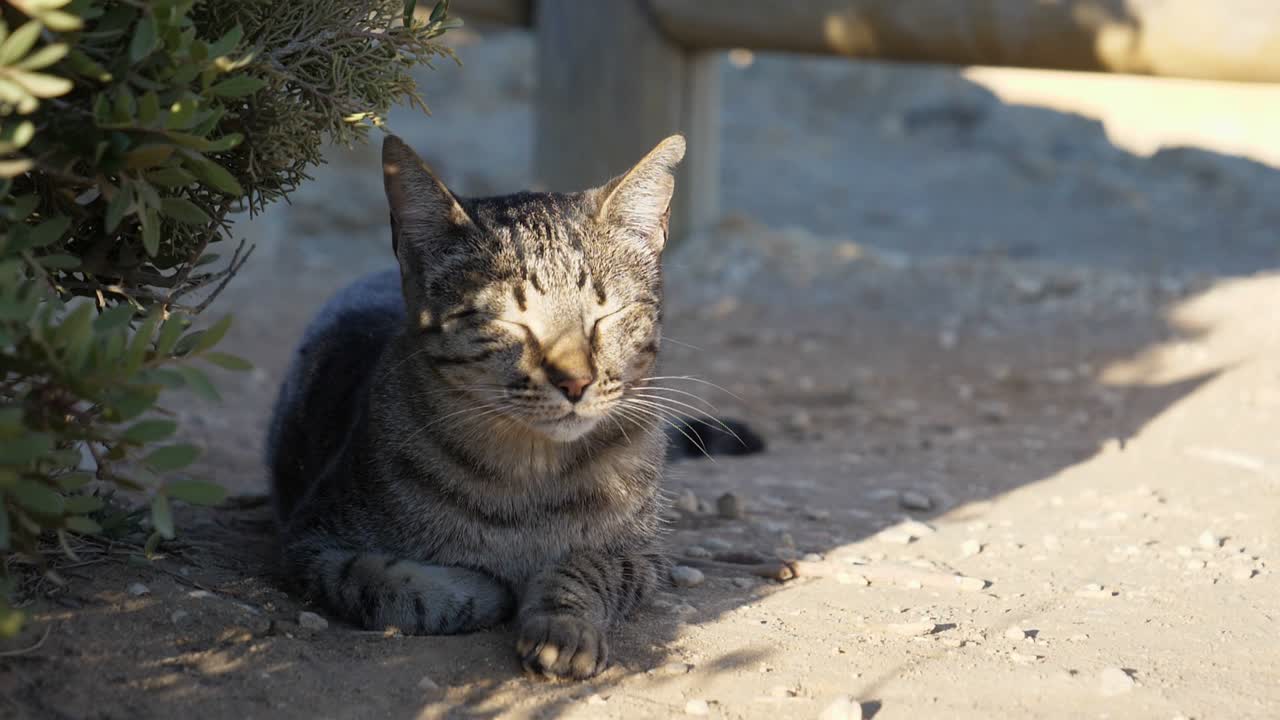 Inquadratura completa, vista panoramica di un gatto che si nasconde all'ombra in Algarve, Portogallo, giornata di sole e recinzioni di legno sullo sfondo