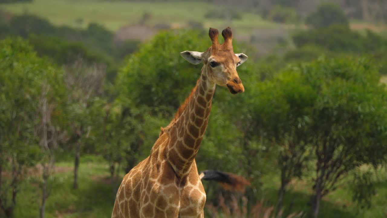 Giraffa nella prateria che si lecca la bocca, si erge alta dopo essersi pulita