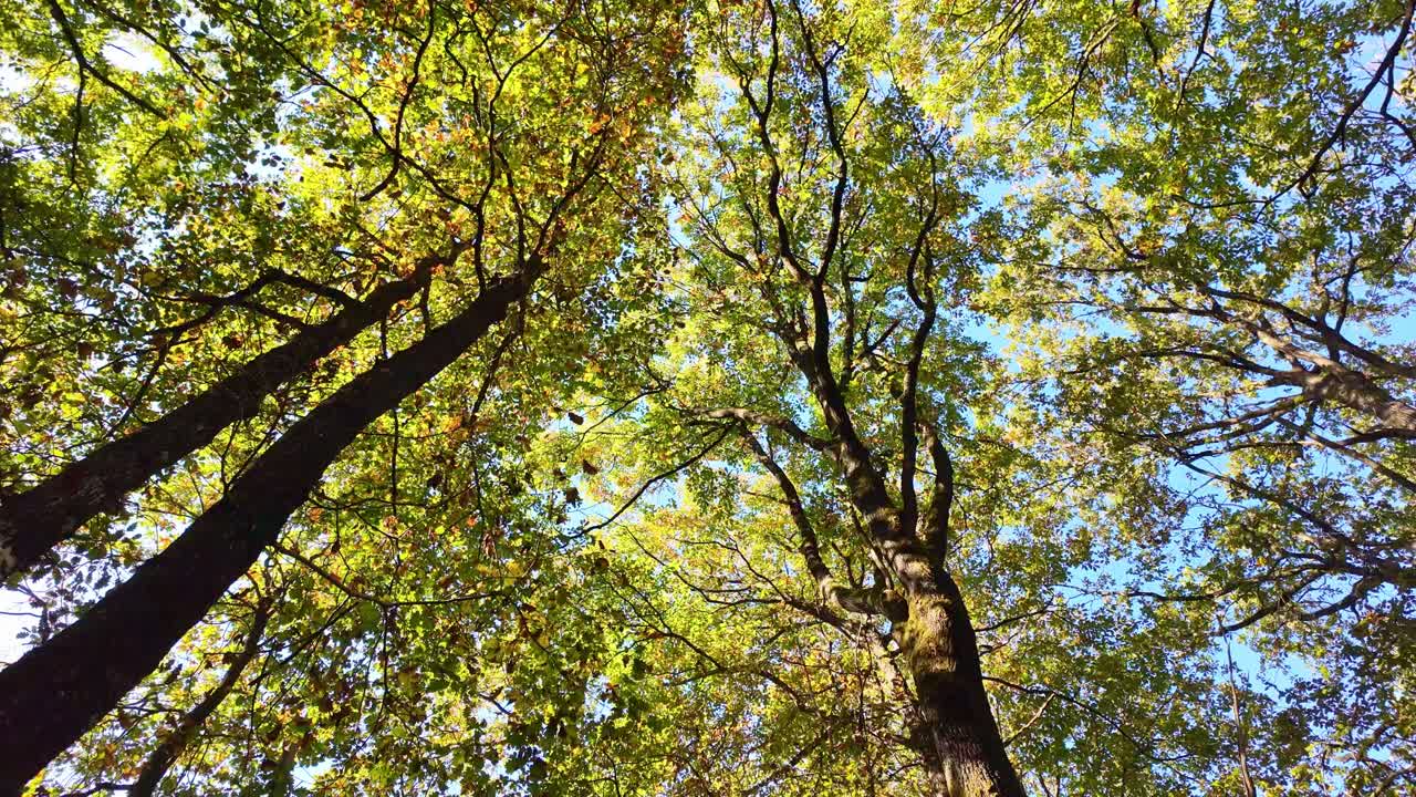 Looking up at tall trees with sunlight filtering through green foliage in forest autumn