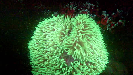 a fluorescent anemone surrounded by fish larvae