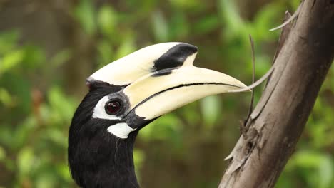 hornbill catching and eating insects on a branch