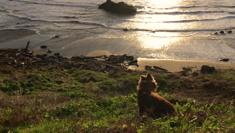 Happy-dog-without-leash-running-around-on-the-bluff-over-Bandon-Beach-in-Oregon,-bringing-a-stick-to-play-with