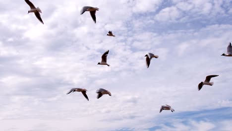 seagulls caught headwind