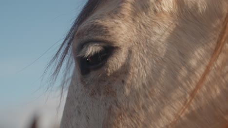 caballo blanco al atardecer - de cerca en el ojo