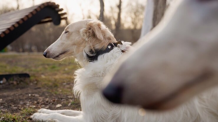 Un cane bianco giace sull'erba mentre una mano gli accarezza il pelo, con un altro grande animale di colore chiaro parzialmente visibile in primo piano. La scena si svolge all'aperto, vicino ad alberi e panchine del parco.