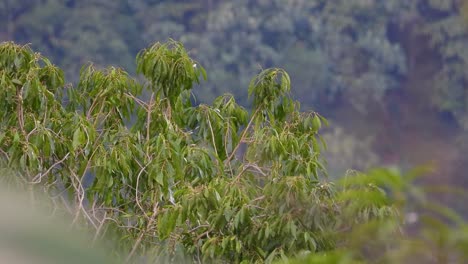 Cattle-Egret-flapping-its-wings-in-preparation-for-takeoff