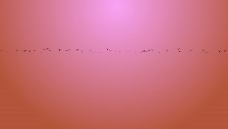 birds in flight