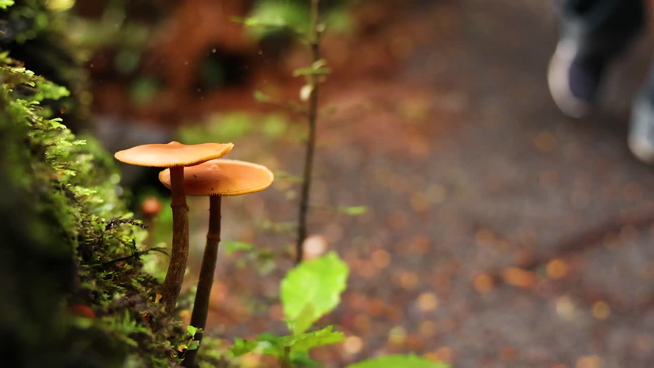 흐릿한 배경으로 나무에 있는 버섯