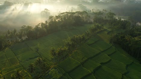 Campos-De-Arroz-Tropical-Escondidos-En-Un-Exuberante-Paisaje-Selvático-Durante-El-Pintoresco-Amanecer-Matutino-Con-Niebla