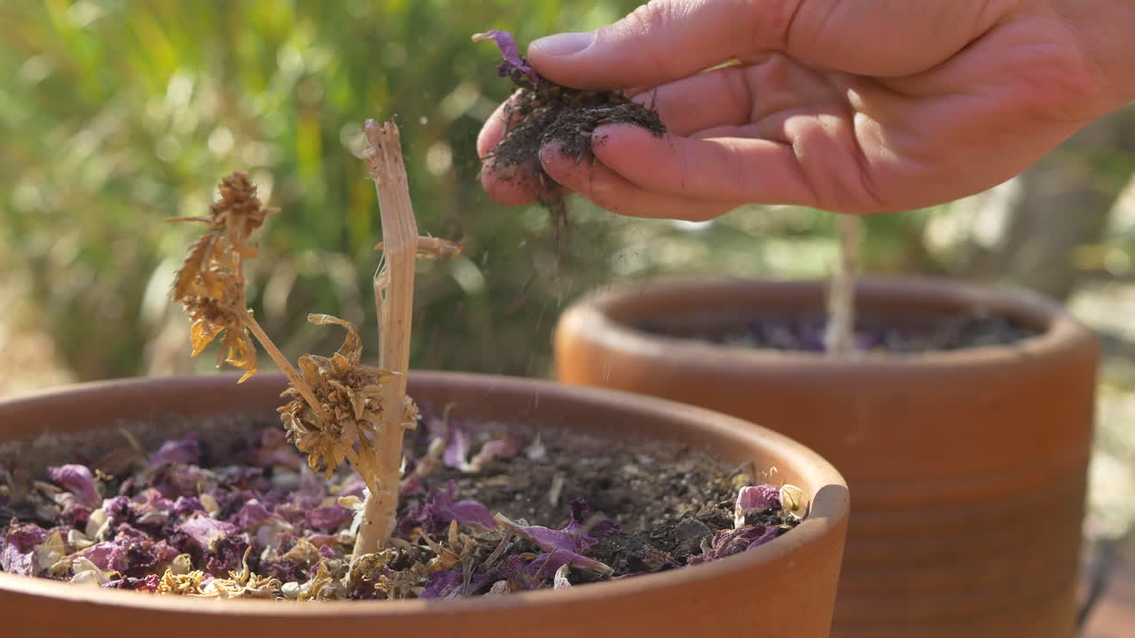 una planta extremadamente seca y muerta se sienta en una olla en una granja mientras un jardinero inspecciona la suciedad durante una sequía de agua