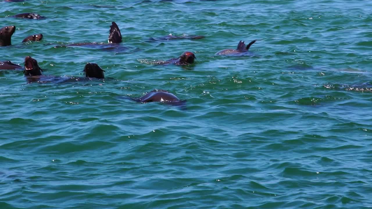 나미비아 해골 해안 아프리카 1의 케이프 크로스 물개 식민지 근처에서 점프하고 노는 물개의 슬로우 모션 샷