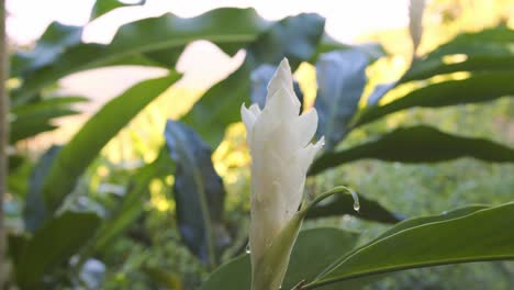 alpinia purpurata flower blooming in jungle of guadeloupe, close up view