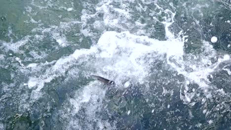 Hand-Feeding-a-Giant-Fish