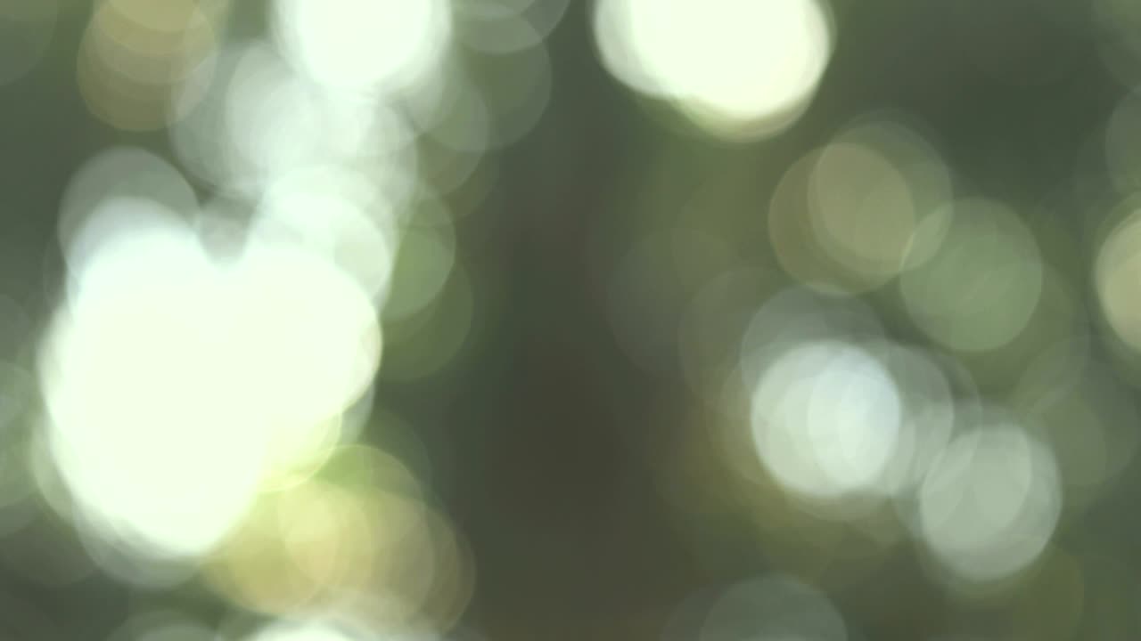pan shot of abstract nature bokeh sun under the tree , 4k Dci resolution