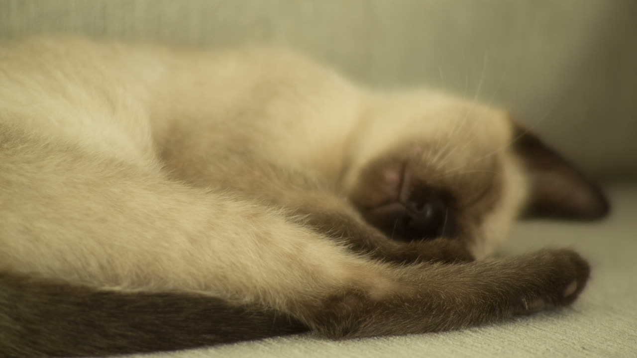 Gatto 03