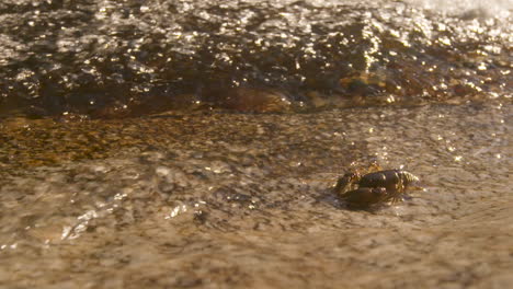 crawdad o cangrejos de río caminando hacia un arroyo de agua dulce, plano medio
