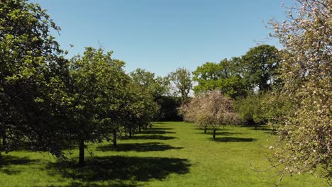 Aerial-of-a-beautiful-green-sunny-orchard-with-pink-apple-blossom-trees-in-Somerset